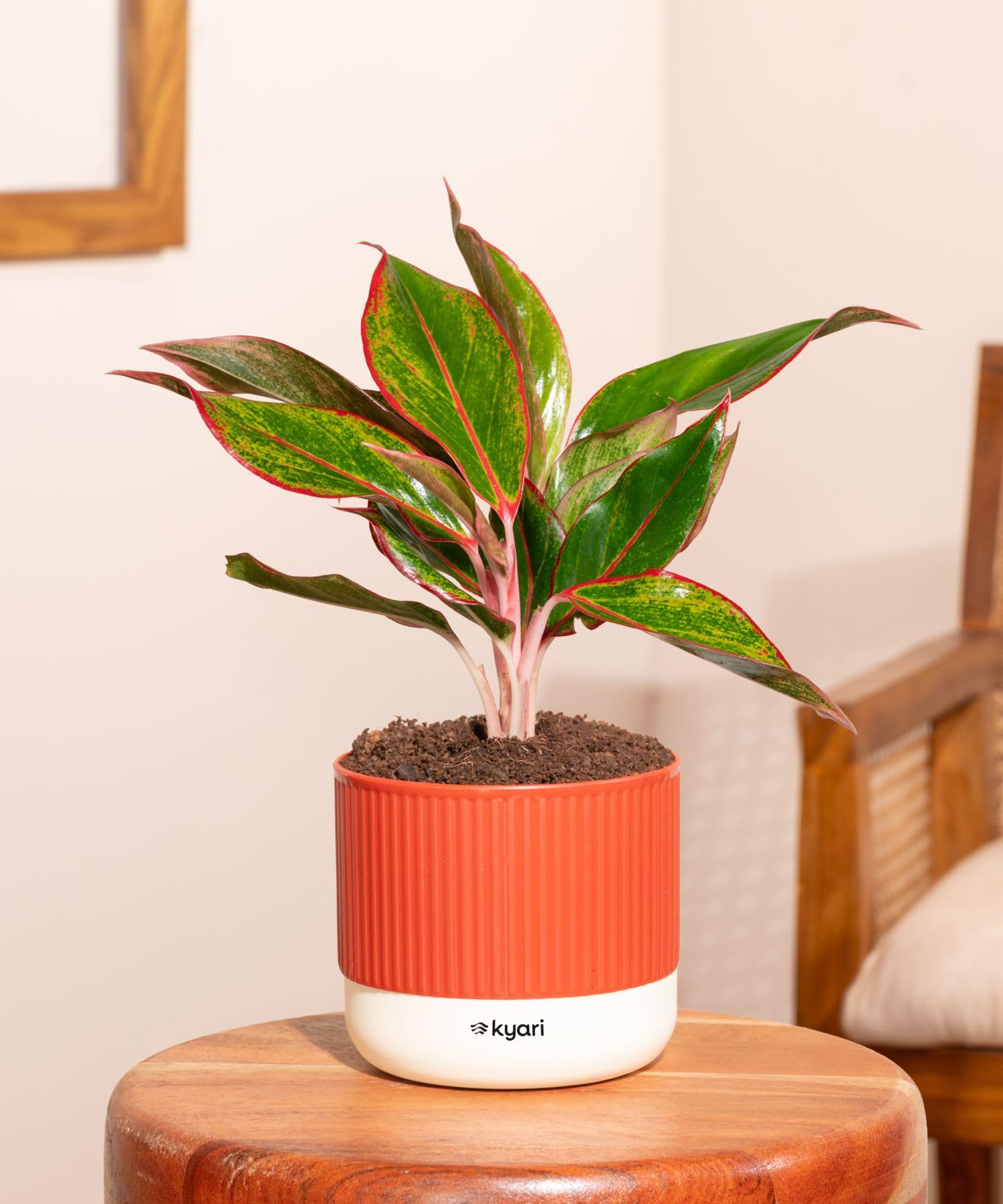 Kyari Aglaonema Lipstick Live Indoor Plant with Red Brick Self Watering Pot-image-23