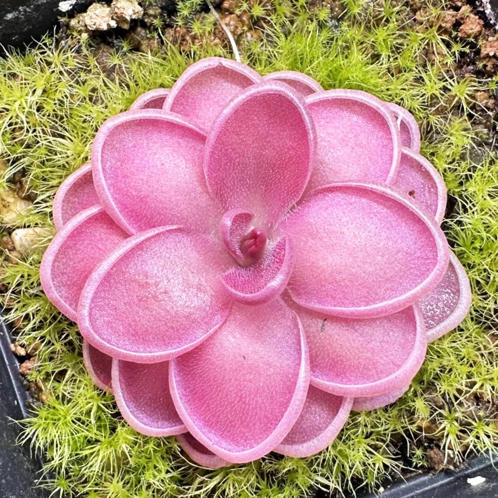 Fettkraut fleischfressende pflanze samen, pflanzen für sonnige plätze，garten deko zimmerpflanzen，gartendeko für draußen bonsai samen，deko garten einfach zu Pflanzen，pflanzen für 150pcs