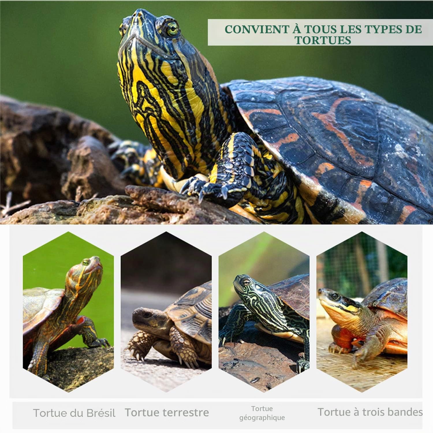 BPS 2 pièces Bloc de Calcium pour Tortues Grand complément de Base Naturel BPS-4133 * 2