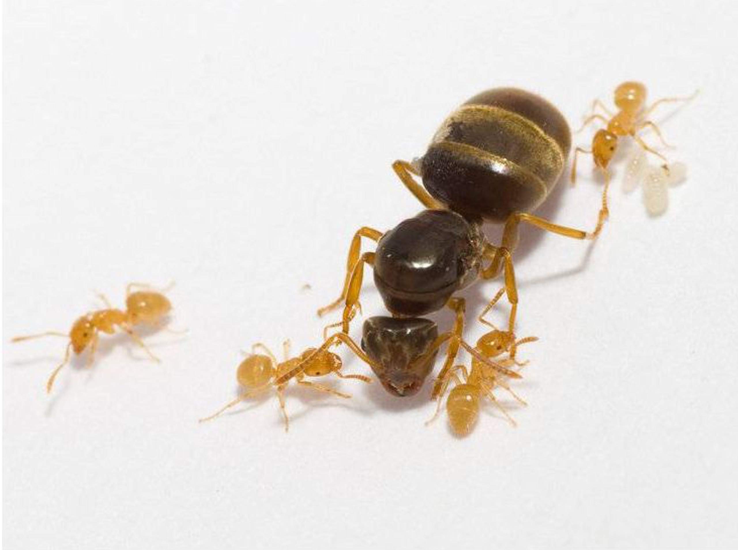 Lasius Flavus Live Queen Ant Best Ants UK (Queen with eggs No workers yet)