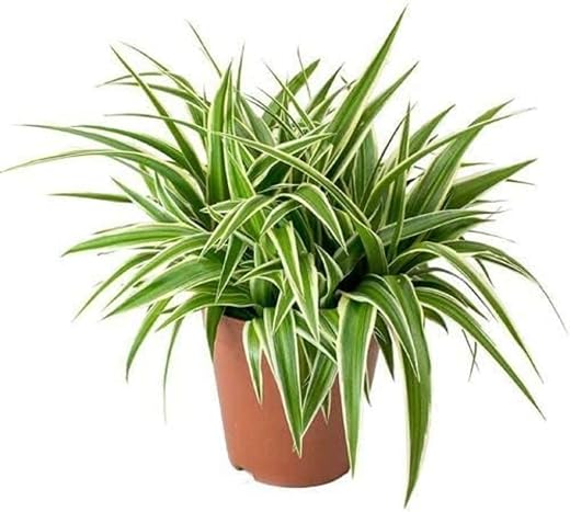 Guruji Plantation Ribbon Grass Plant Outdoor For Home and Garden, with Pot, (Pack of 1) (White)