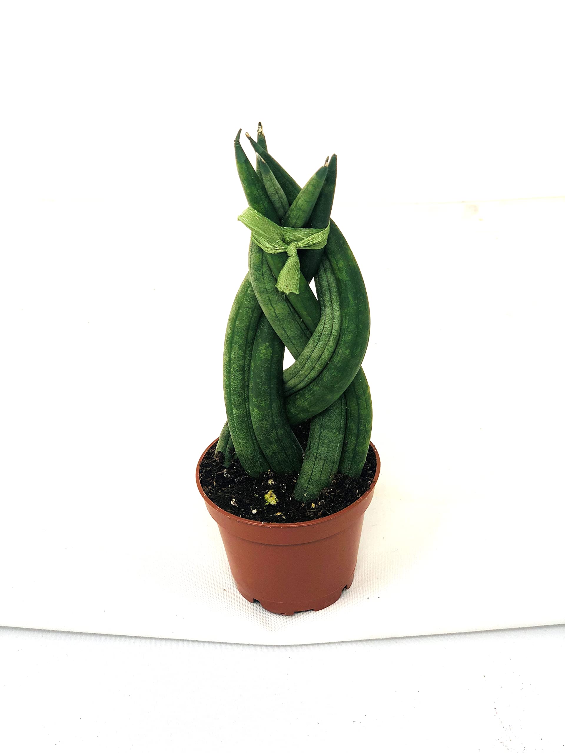 Amazon.com: Maceta trenzada Sansevieria Cylindrica de 2 pulgadas,  suculentas nicas, fcil de cuidar : Patio, Csped y Jardn