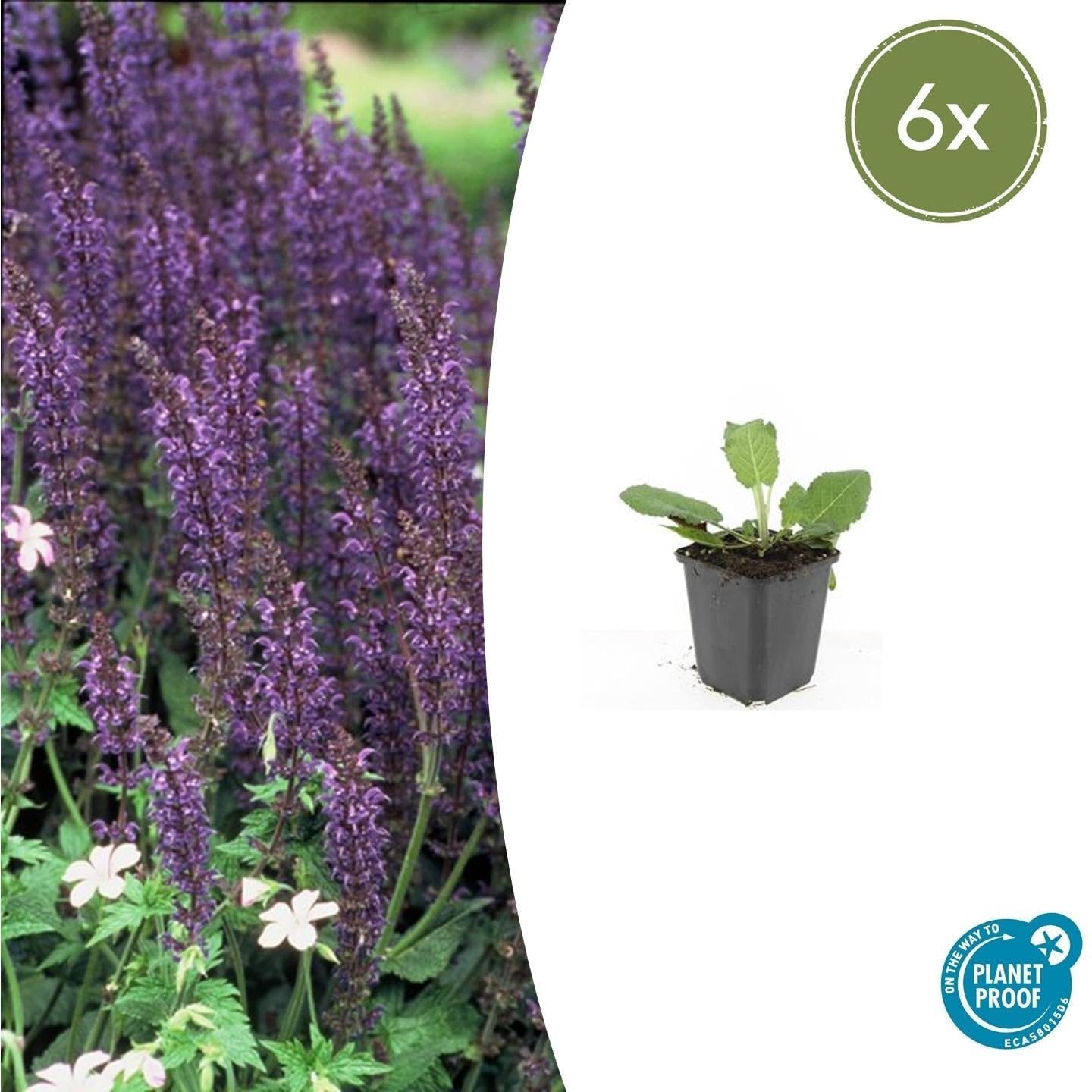 Salbei Salvia nem. 'Mainacht' Blau blühend Pflanze 12 Pflanzen Ø9 cm 10-25