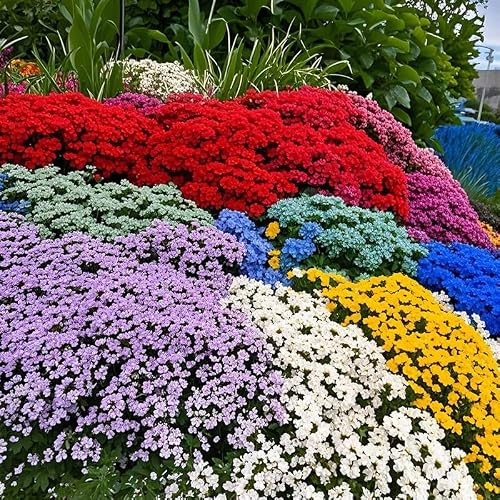 Mixed Creeping Thyme 5,200+