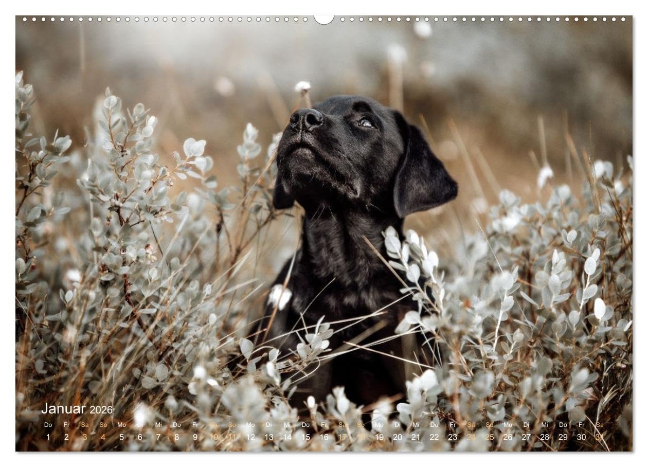 Verzauberung Labrador Retriever 2026 (Wandkalender 2026 DIN A2 quer), CALVENDO Monatskalender