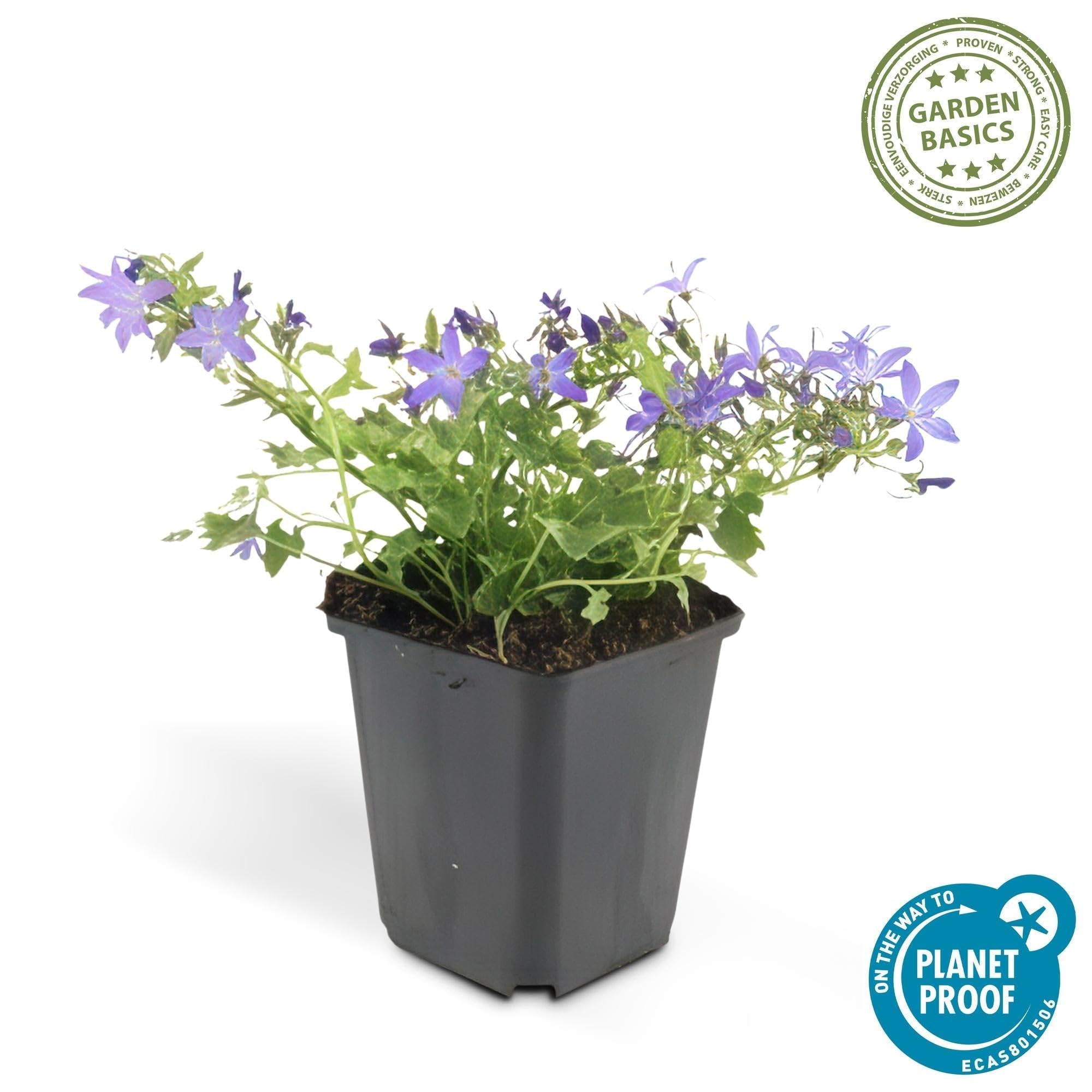 Campanula poscharskyana 'Stella' poduszka wisząca, średnica 9 cm, 12 roślin, kwitnąca i łatwa w pielęgnacji, słońce i cień