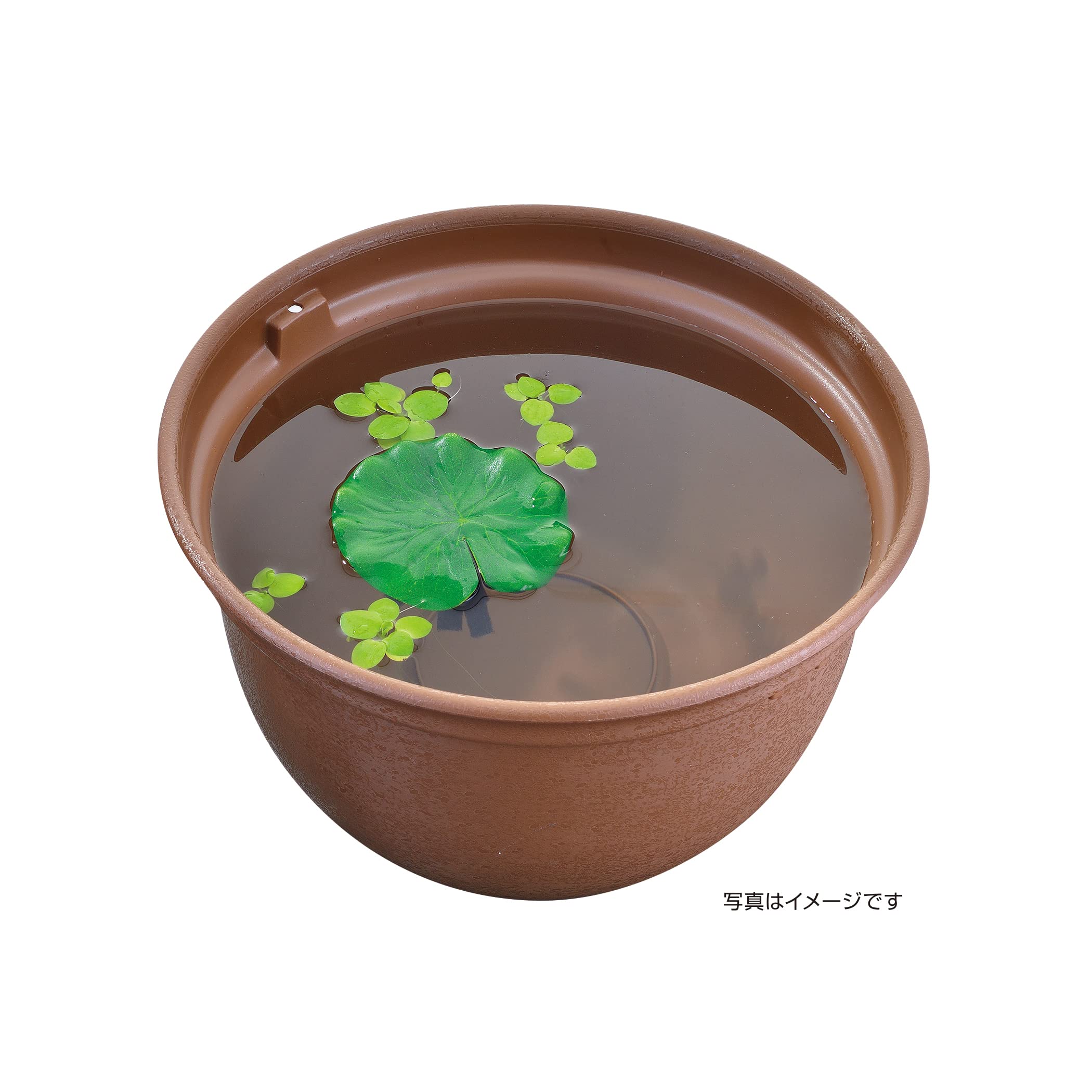 Amazon.co.jp: ジェックス GEX メダカ元気 メダカ水景 メダカの