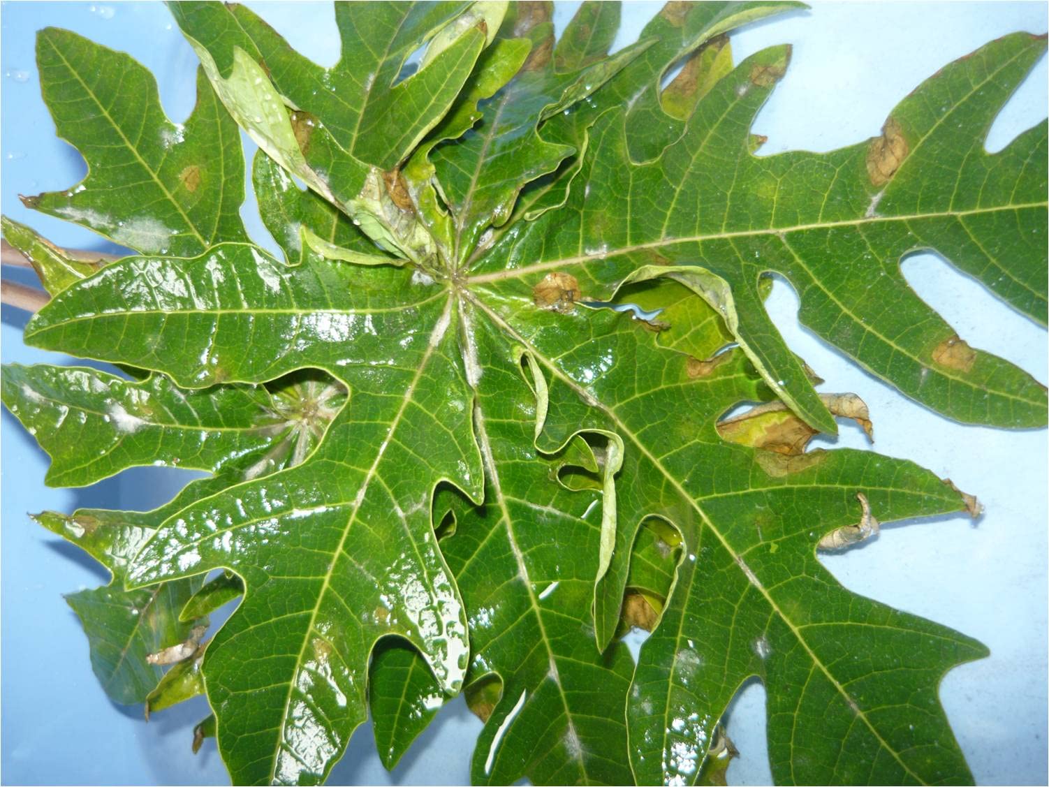 Fungicida Cuper 50 oxicloruro de cobre (tratamiento para 80-100 litros) contra repilo abolladura minilia cribado moteado o bacteriosis. Tratamiento para 100 litros.(5sobres)