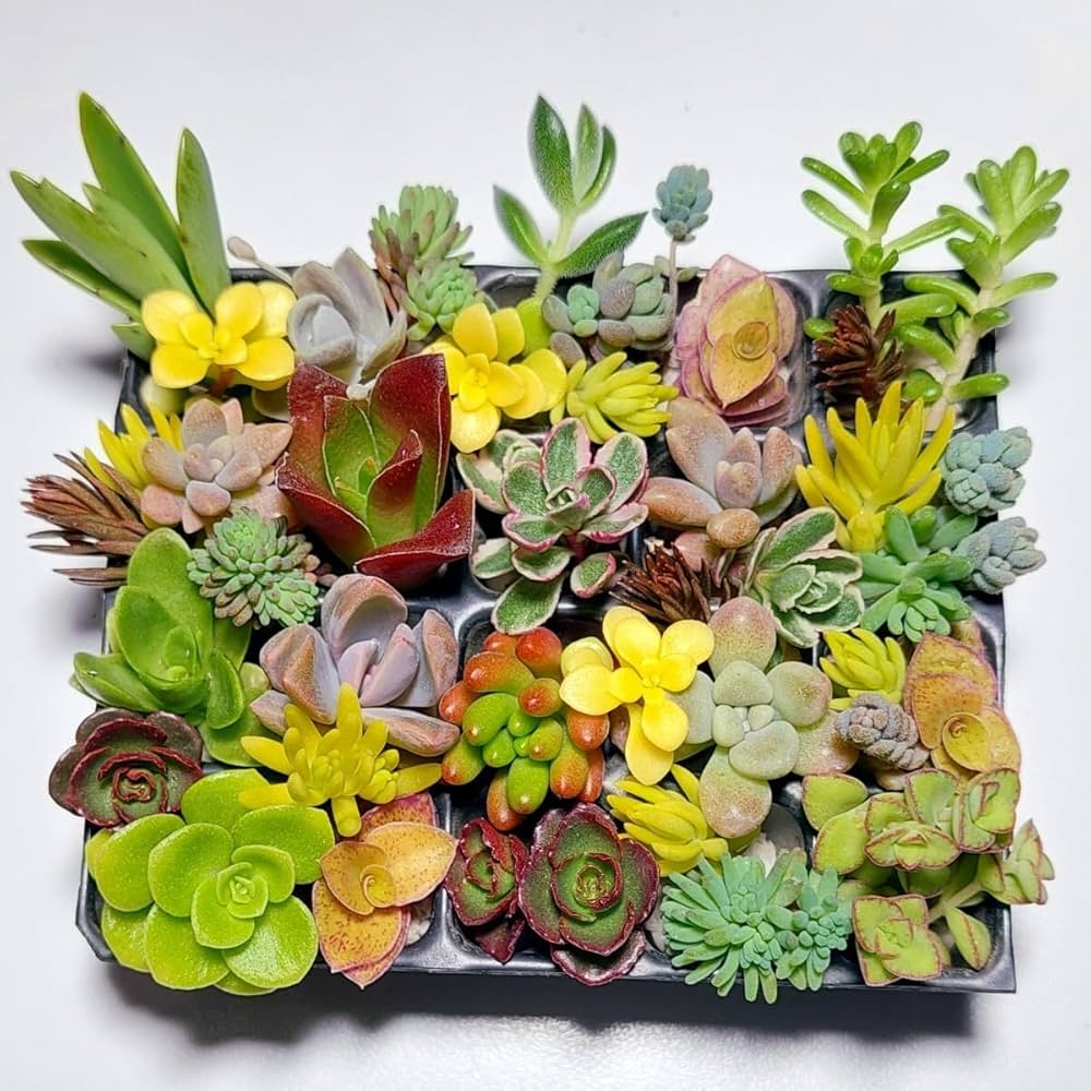 多肉植物　セダム ★星シリーズ★　カット苗 Amazon.co.jp: 多肉植物セダム カット苗 22種類セット育成説明書