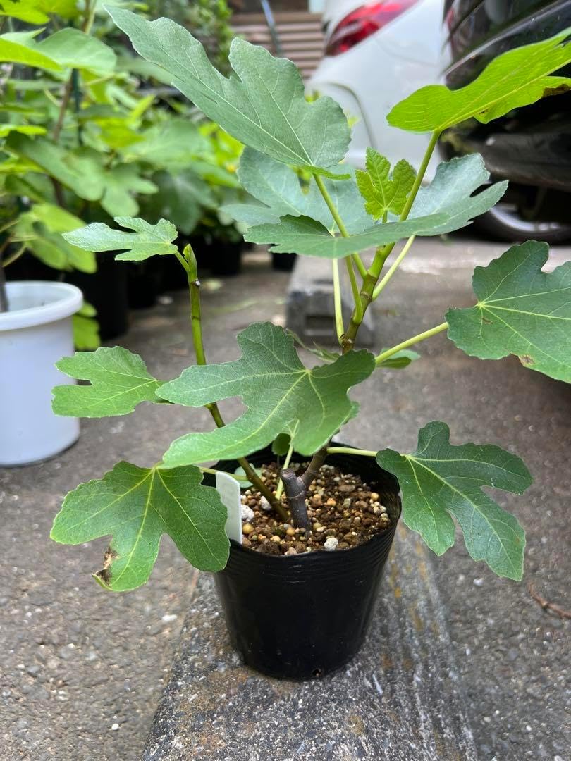 ゴールデンリバーサイド いちじく苗木 イチジク 苗 希少品種