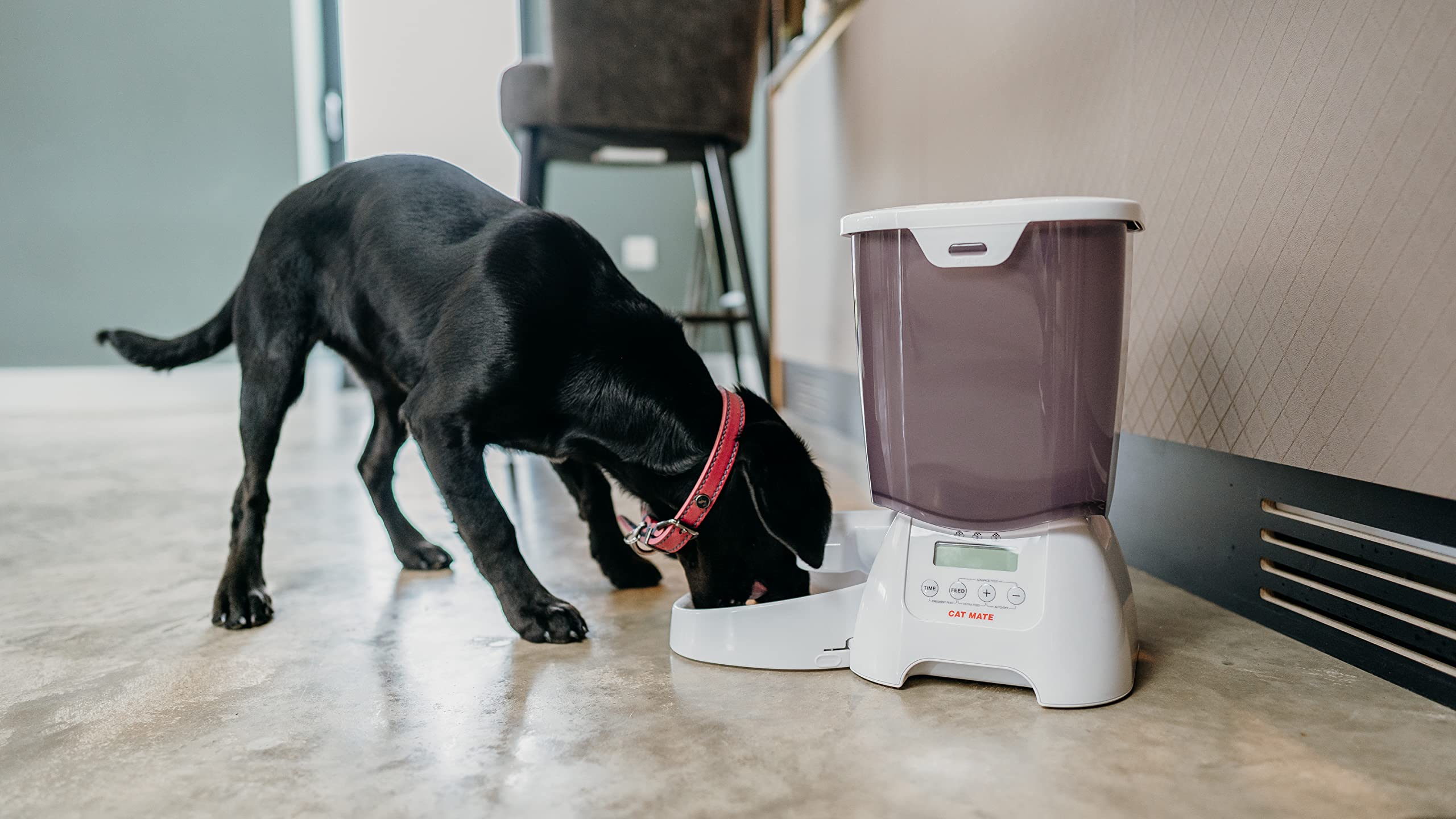 Bientôt soviétique rester cat mate distributeur Alice tsunami céleste