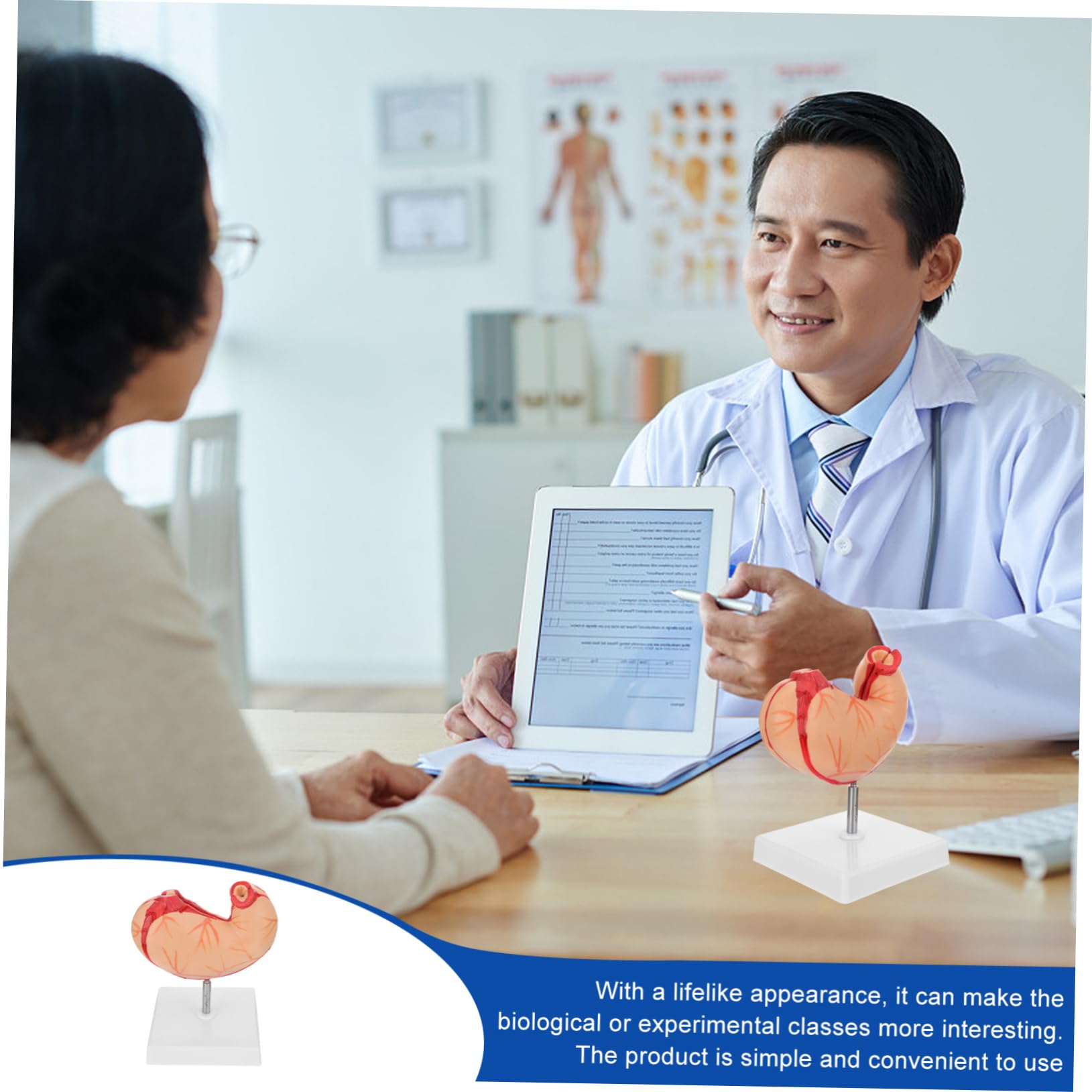 TOPBATHY 1pezzi Modello Anatomico dello Stomaco Umano Sussidio Didattico per Scienze Scolastiche Materiale Educativo Biologicog