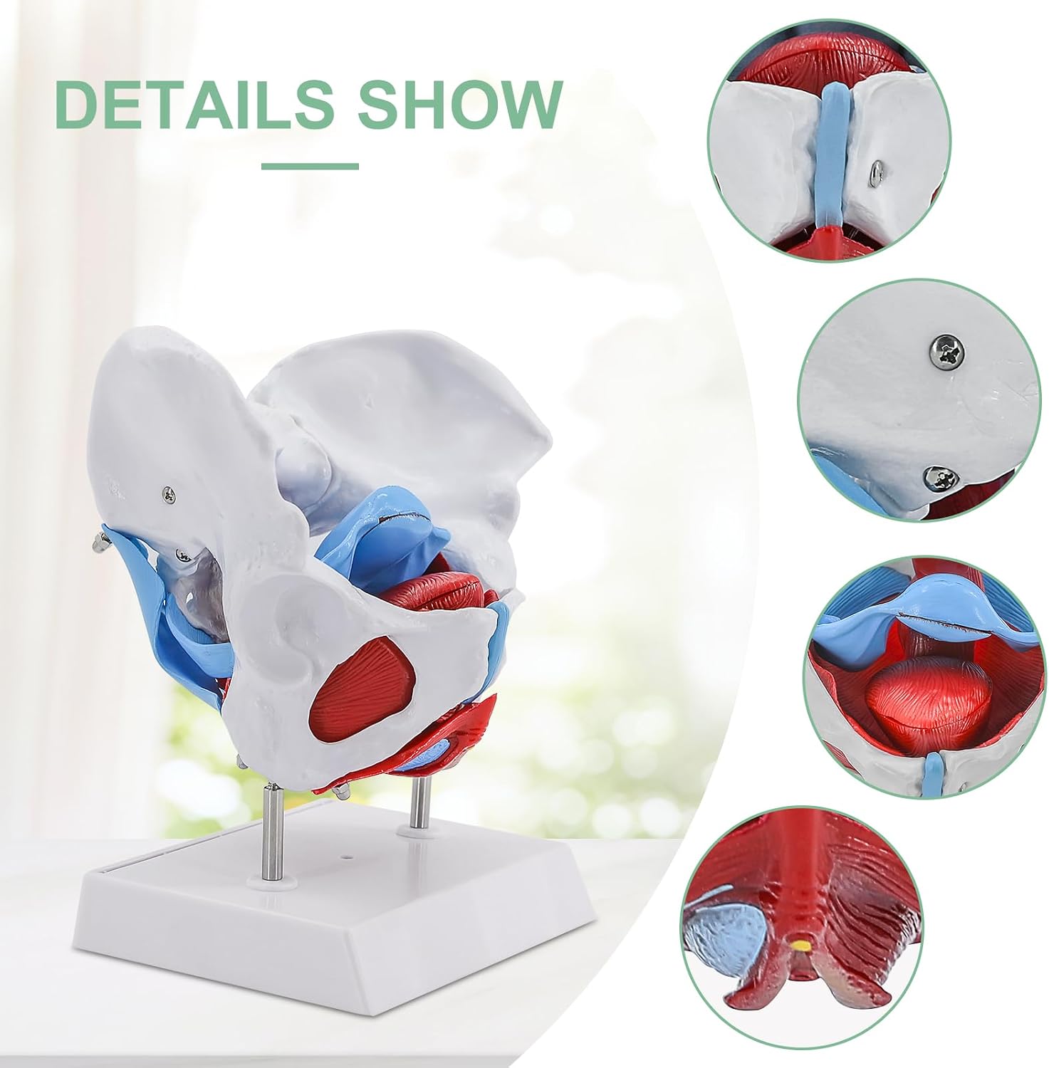 qzzXoq Female Pelvic Model, Pelvis Floor Muscles and Perineum Model Anatomy with Removable Organs Including Uterus, 1:1 Life-Size Skeleton Medical Science Educational Equipment Anatomy Medicine