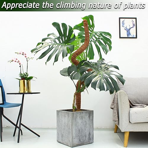 Miniatura 6 de Poste de musgo de 60 pulgadas para plantas Monstera, postes de musgo altos y flexibles para plantas trepadoras de interiores, palos grandes hechos a