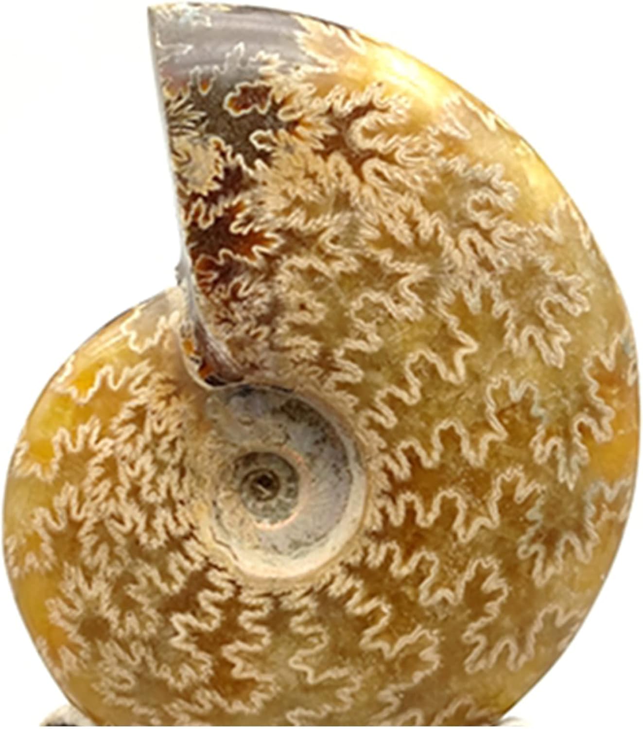 Natural Stones and Minerals Ammonite Fossil Specimen for Home Office Decor(8.3 * 6.7inch)