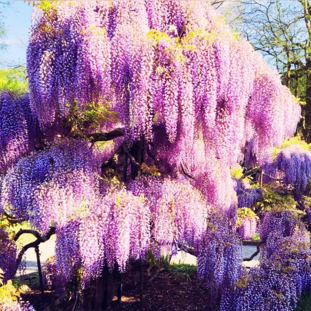 Amazon.com : Set 2 Purple Wisteria Tree, Wisteria Plants Live for Planting, American  Wisteria Vine Live Plant, Live Potted Flowers, 6-12" Height : Patio, Lawn &  Garden