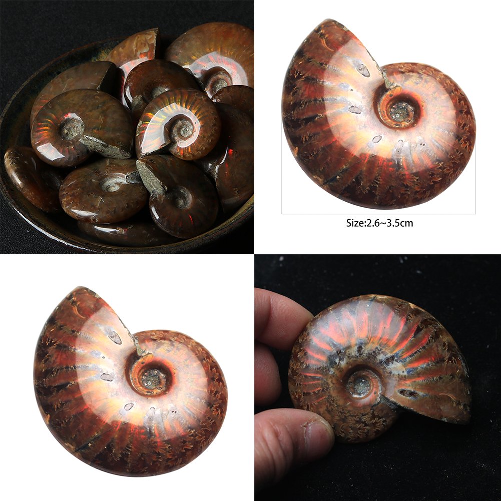 AITELEI Lucky Fortune Espiral Ammolita Natural Amonita Fósil Pure Natural Artesanía Piezas de Caracola, Piedra Fósil Jugada en Palmas