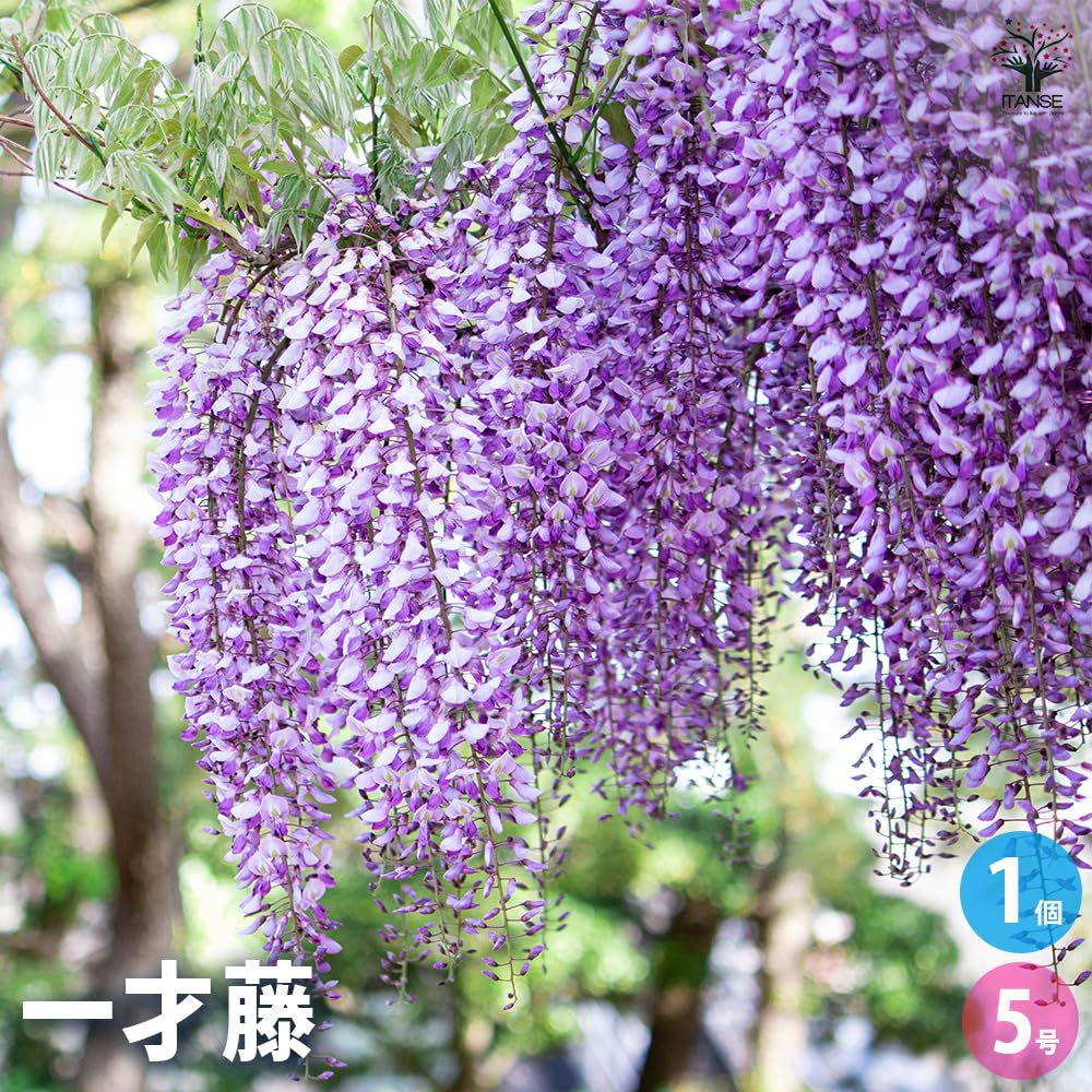 一才藤／太木 一才藤（イッサイフジ）」。伝統美、藤の花の美しさをコンパクト