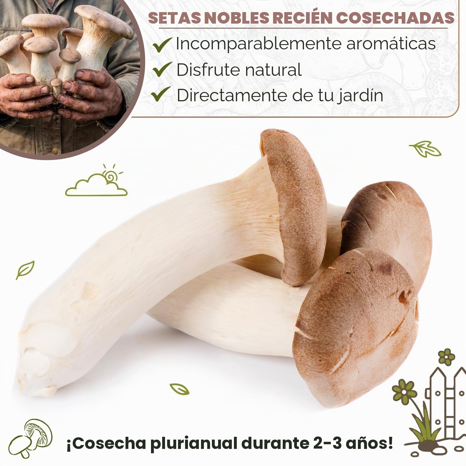 Hawlik Pilzbrut – Cultivarse setas de cardo – Fácil de cultivar setas en tu propio jardín – Kit setas autocultivo para el jardín – Juego de cultivo de setas
