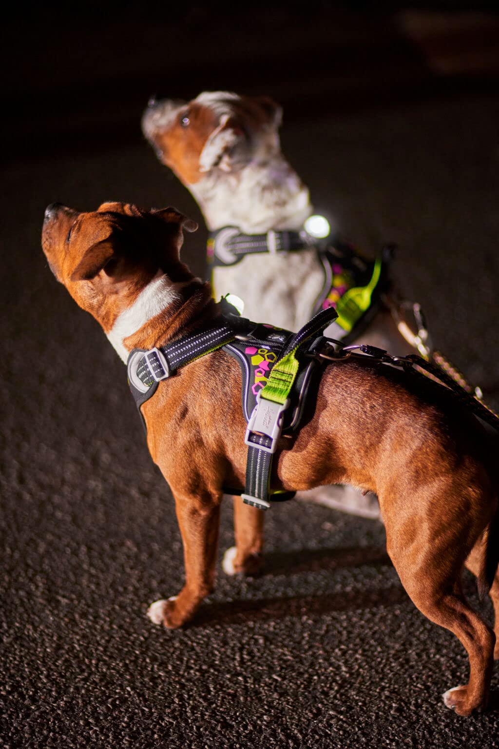 Hurtta Weekend Warrior Neon Hundegeschirr, Brustgeschirr für mittelgroße Hunde, Neon Lakritze, 60-80 cm