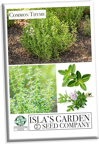 Semillas de hierbas de tomillo comunes 1000 semillas de reliquia por paquete semillas de jardín de Isla semillas sin OMG nombre botánico Thymus