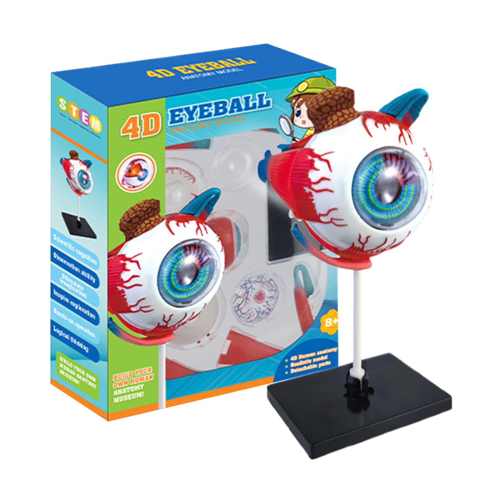 Modelo 3D desmontable interactivo de anatomía humana globo ocular para visualización de clase 8