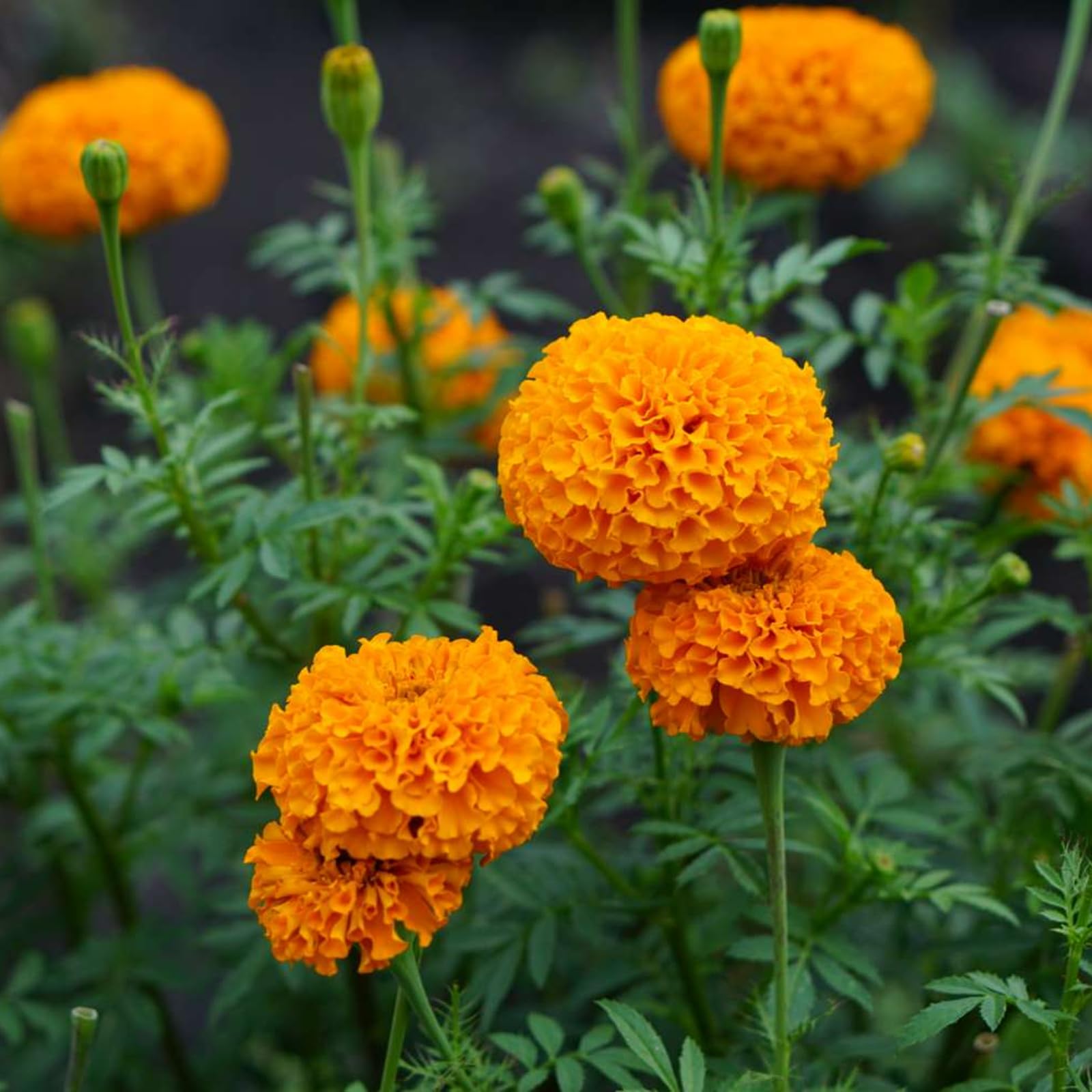 Carbeth Plants - Marigold African Orange Plants - 12 Pack