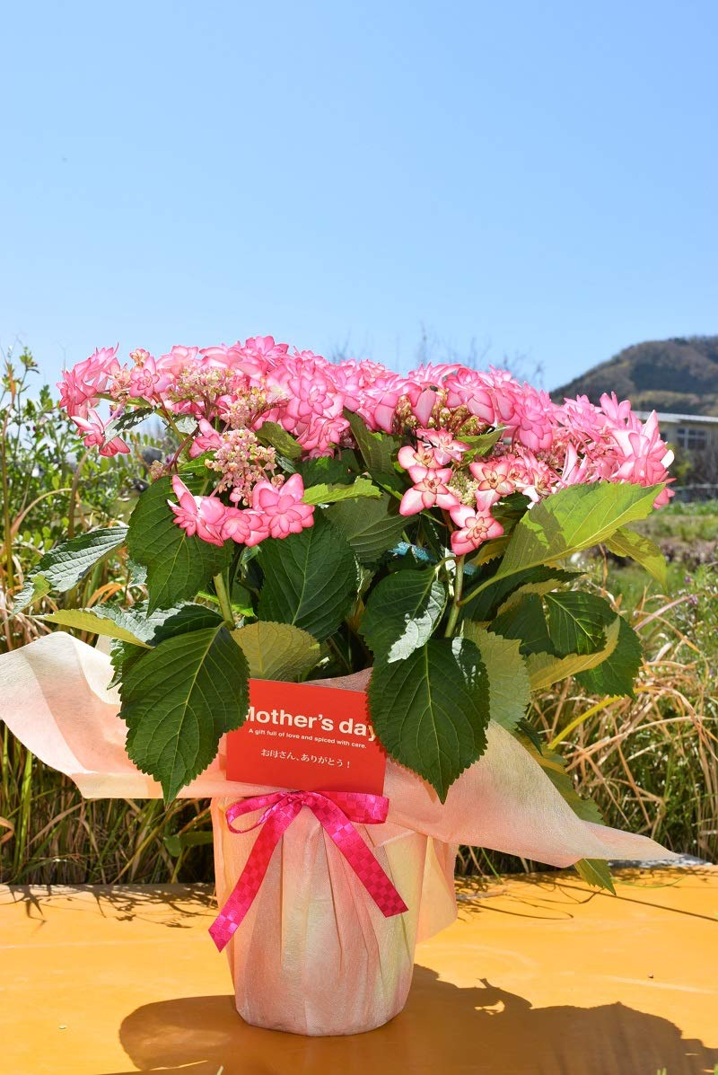 Amazon.co.jp: 6月以降の開花終了剪定後の紫陽花開花は2027年となり