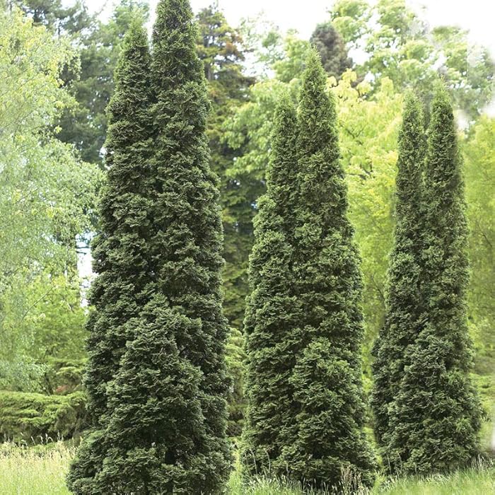 Buy 6 Green Giant Arborvitae (Thuja Standishii X Plicata) ‘Green Giant