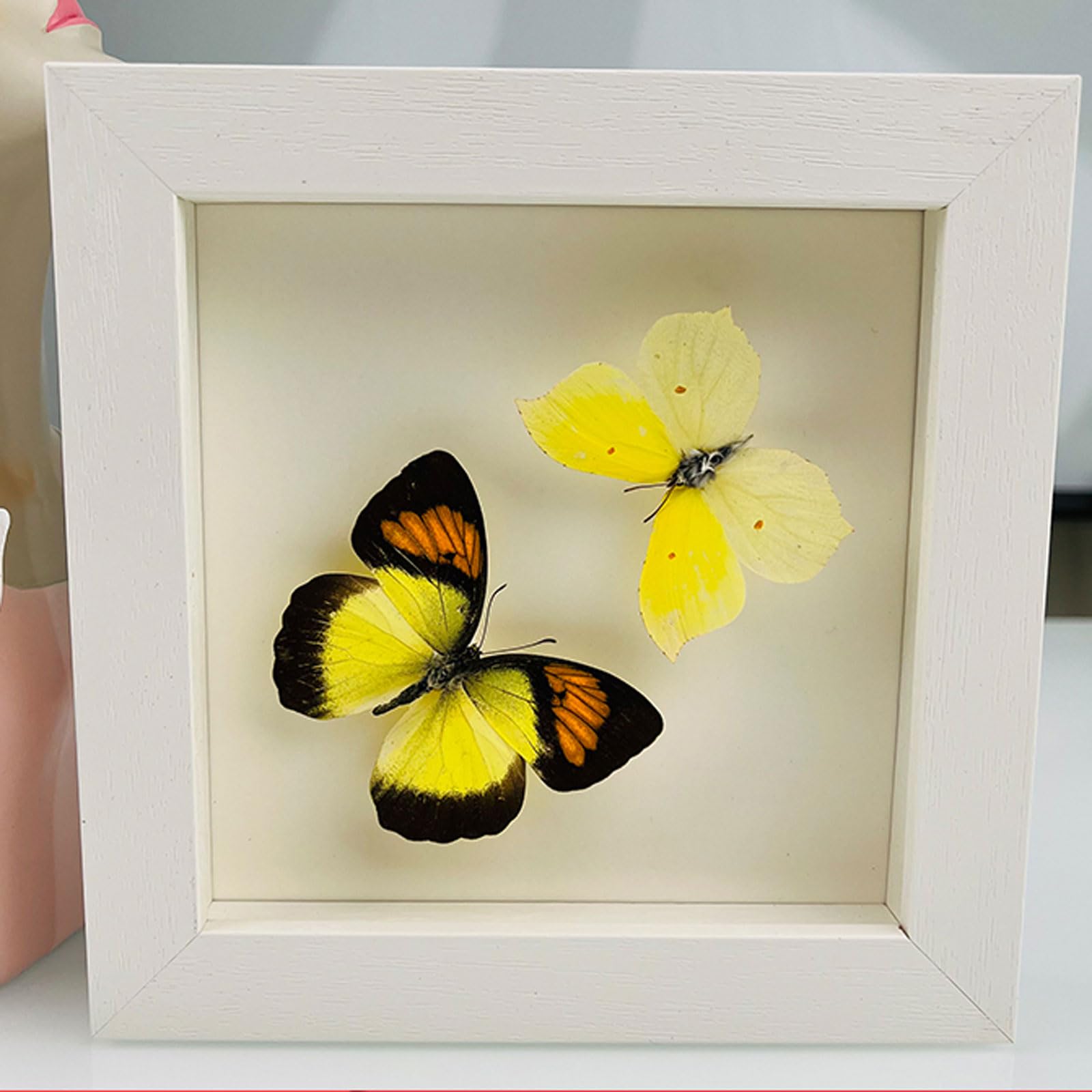 Taxidermy Mounted In Frame,Exquisite Butterflies Insect Specimen,Collection Of Butterfly,Unique Home Decor Wall Decoration Gift For Christmas Valentine Birthday,Real Butterfly Specimens17.6*17.6cm