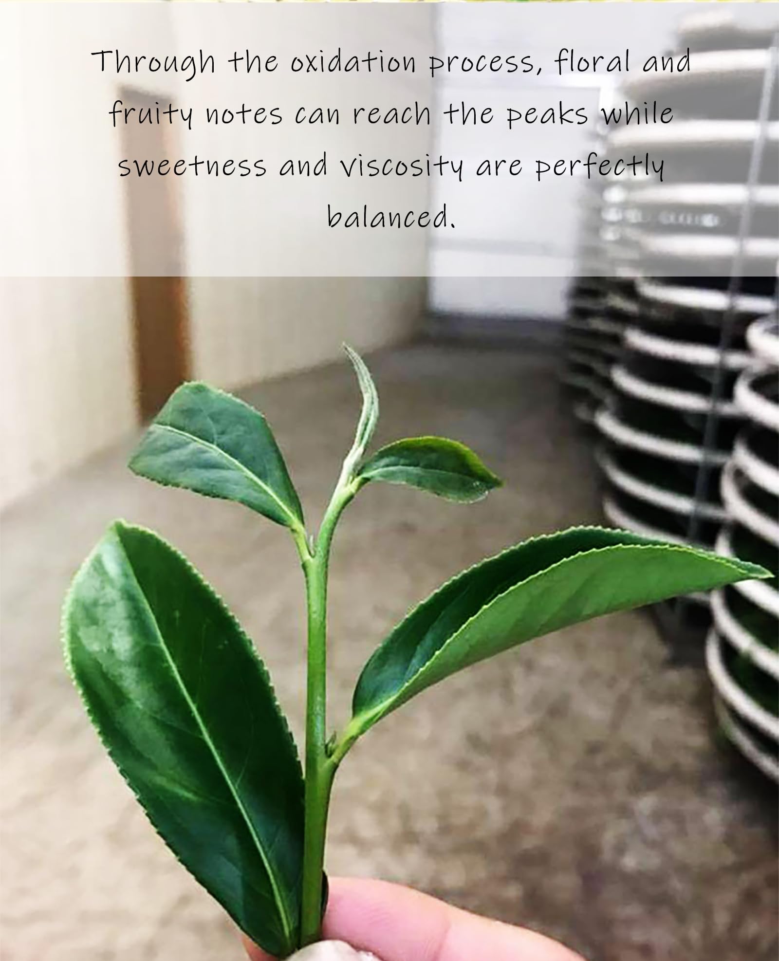 Trilliant -Fomsa Tea Milky oolong, tè Jin Xuan di alta montagna, JinXuan raccolto a mano, foglia di tè sfuso, tè gongfu di Taiwan, confezione regalo 4 once, note burrose e lattiginose