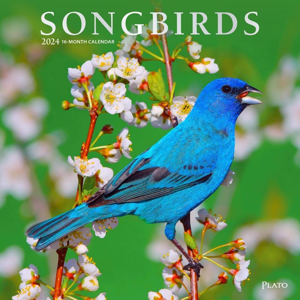 Browntrout, Songbirds 2024 Wall Calendar