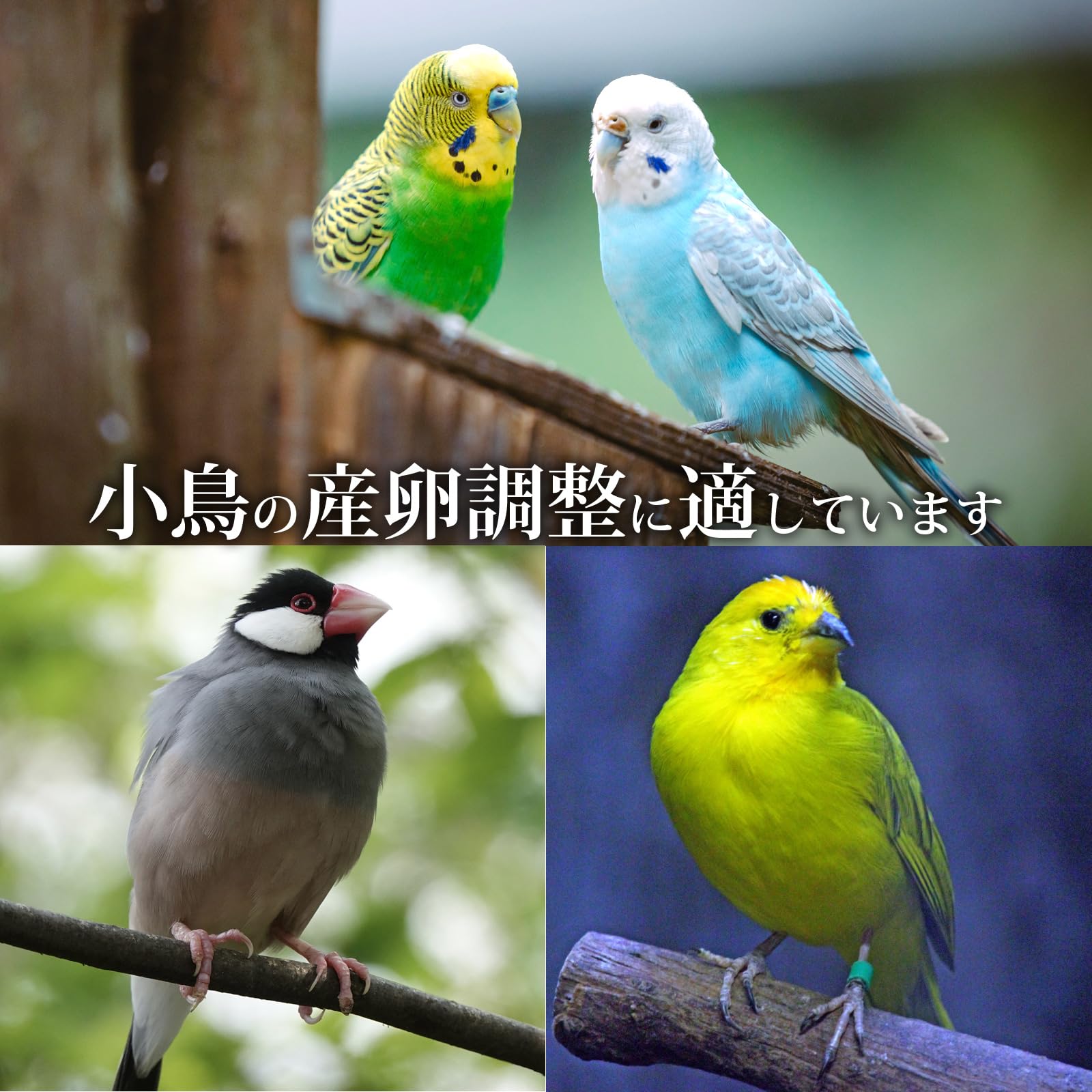 Amazon | 偽卵 6個入り 小鳥 インコ ギラン 鳩 文鳥 すり替え 卵