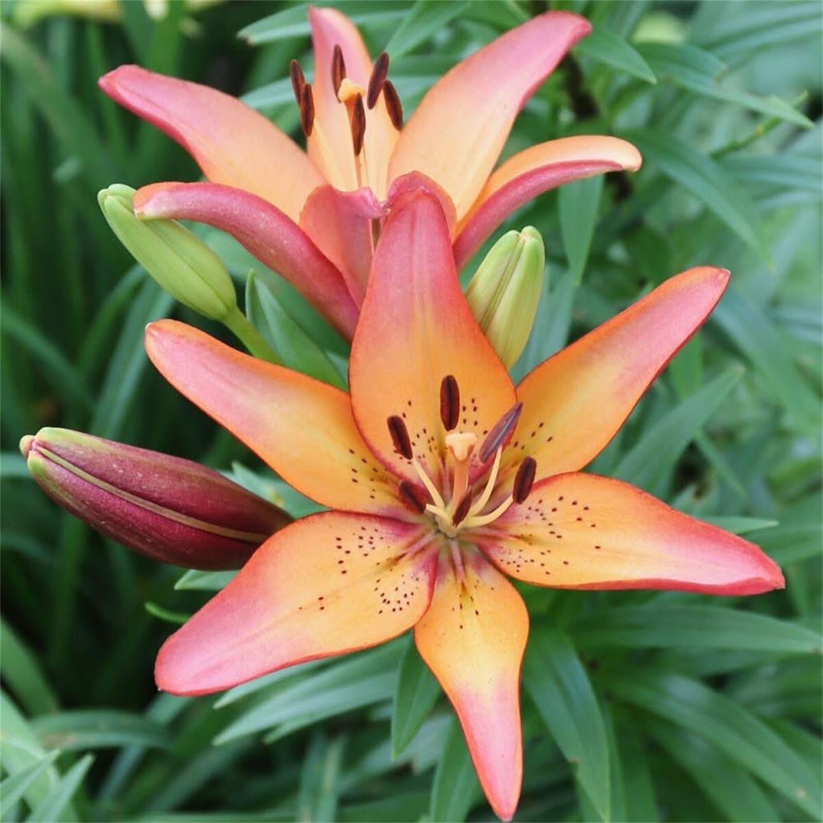 Ready to Plant Perennial Lily Bulbs, Multiple Vibrant Colours for Stunning Garden Display-6bulbs-D