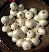 Vista 4 de 100 bulbos de cebolla blanca para plantar, juegos de cebolla semillas frescas para cultivar