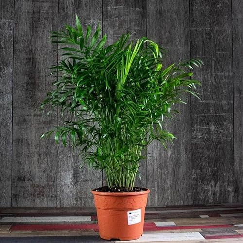 Raise Me Up: Seeds Parlor Palm Neanthe Bella Palm Chamaedorea Rare Perennial Tree #TOP3