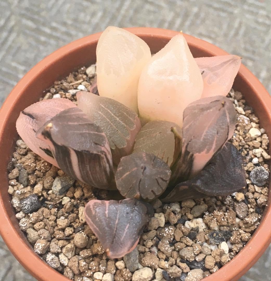 Amazon｜氷城コレクタ錦 ハオルチア 多肉植物｜観葉植物 オンライン通販