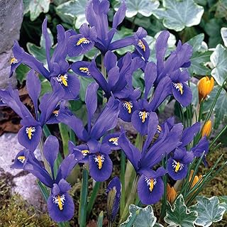 BRECK'S - Dwarf Reticulata Iris Mixture Dormant Spring Flowering Bulbs - Each Offer Includes 25 Bulbs