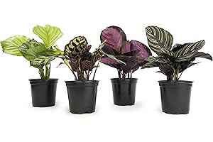 Calathea Prayer Plants Live House Plants Kit (4 PK), Calathea Plant Live...