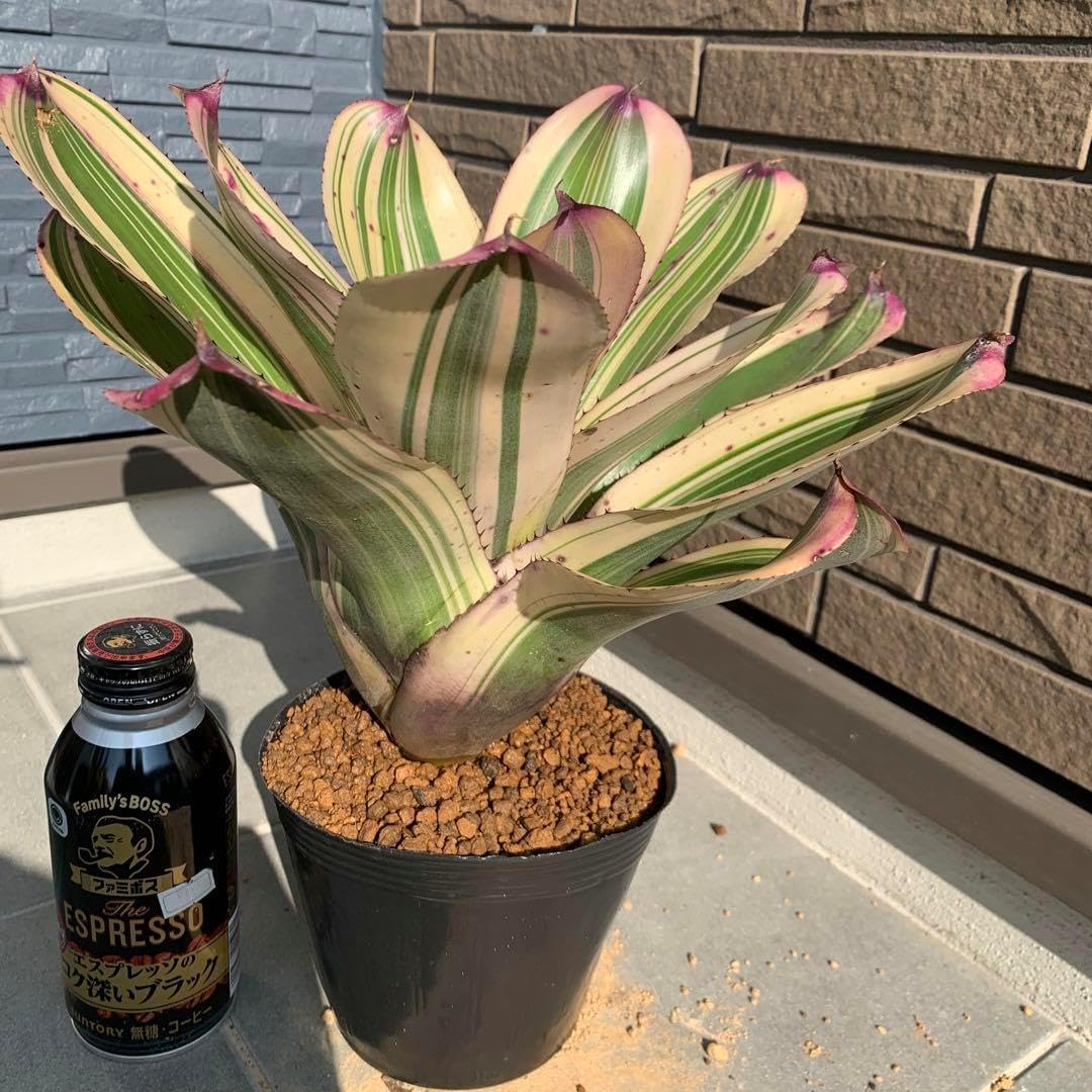 ブロメリア・エアープランツ Neoregelia Insane Albo Neoregelia Insane Albo