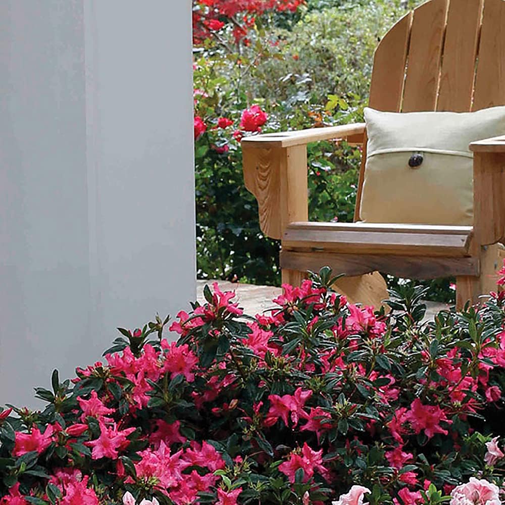Azalea Encore 1 Gallon Autumn Rouge Shrub