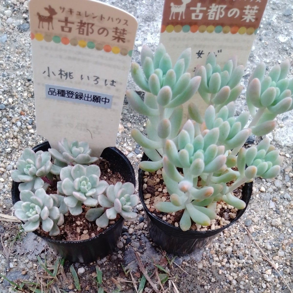 Amazon｜多肉植物 古都の葉苗札付き正規品小桃いろは、乙女心x