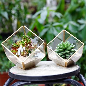 ElegantLife Decorative Geometric Terrarium Irregular Clear Glass Tabletop Flower Pot Succulent Plant Pot Black DIY (No Plants) (Cubic Gold)