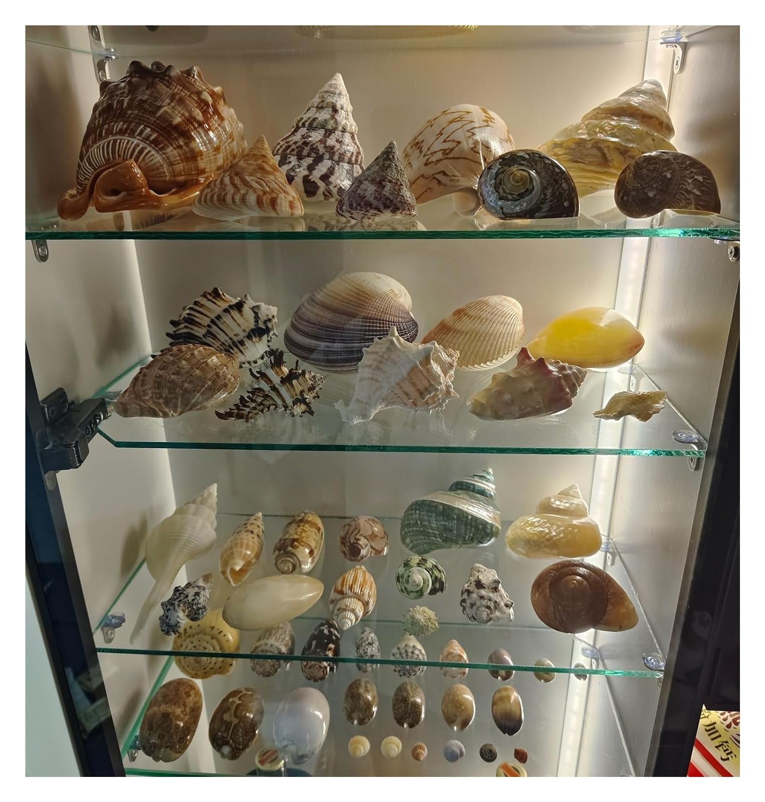Coquillages naturels, coquillages de plage géants, parfaits for la décoration d'un aquarium, d'un mariage, d'une fête sur le thème de la plage, for la maison, les loisirs créatifs et les plantes aérie