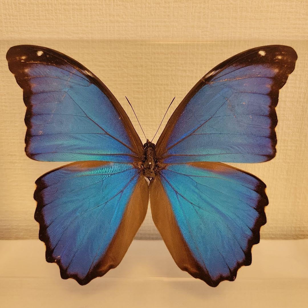 蝶の標本　ジャングルに舞うブルーの世界(特珍1) 蝶の標本 ジャングルを舞うブルーの世界(特珍) F <1005z昆虫・標本・蝶>