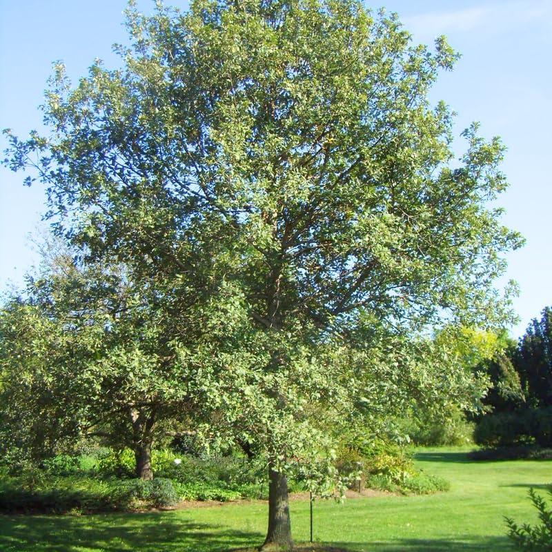 Miniatura 4 de Planta viva de roble, roble vivo para plantar, roble de 12 pulgadas de alto, maceta de 4 pulgadas para cultivar