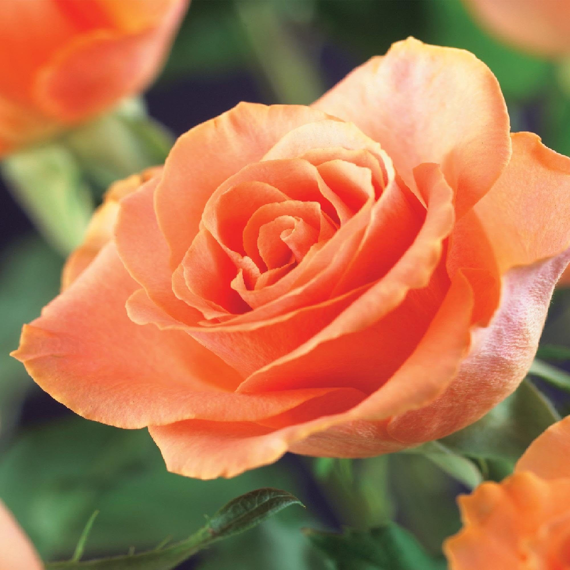 Rosal Trepador para Jardín, Flores Naranjas, 2 Plantas, Maceta 11 cm