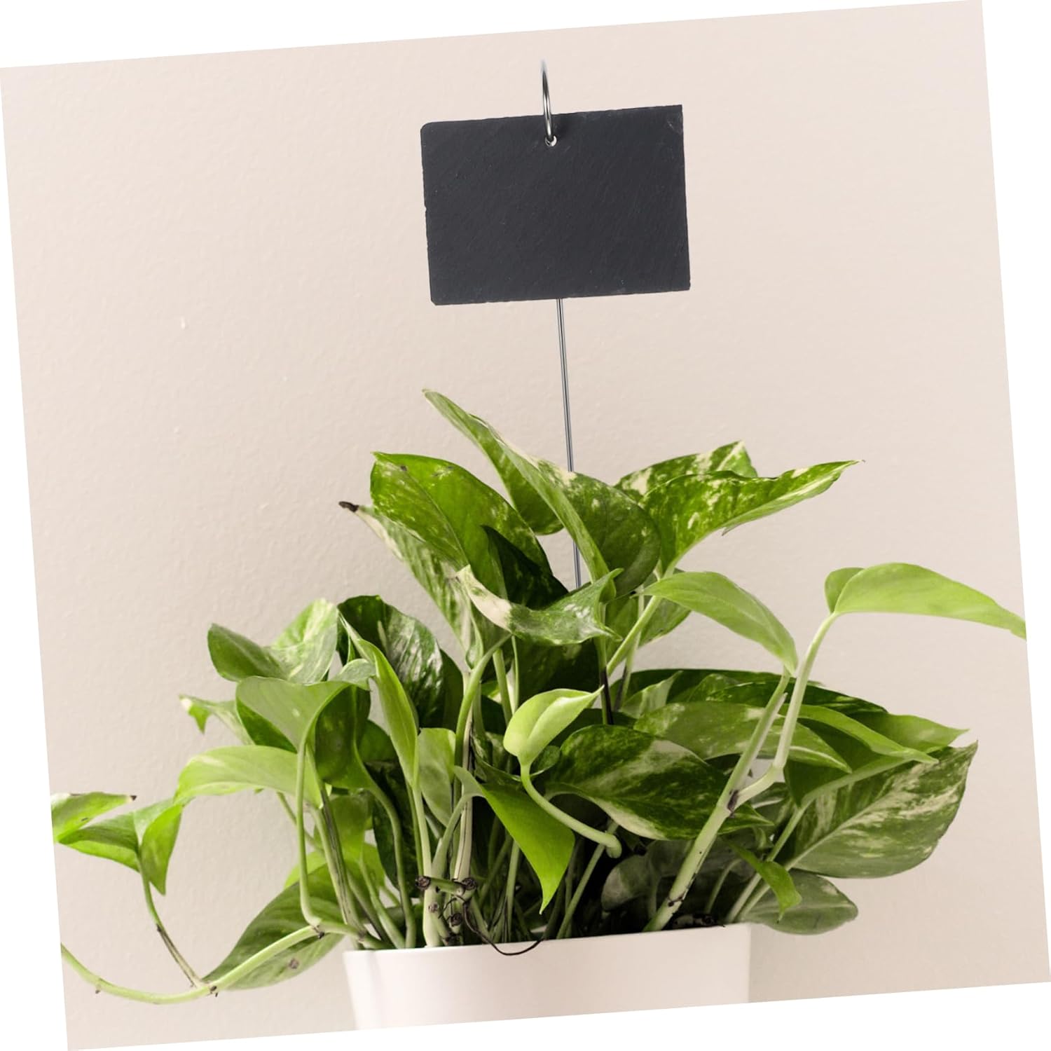 YARNOW 1set Garden Plant Markers Set Stainless Steel and Labels Tags for Potted Plants Flower Beds and Gardens Easy to Use Pen and Sticks