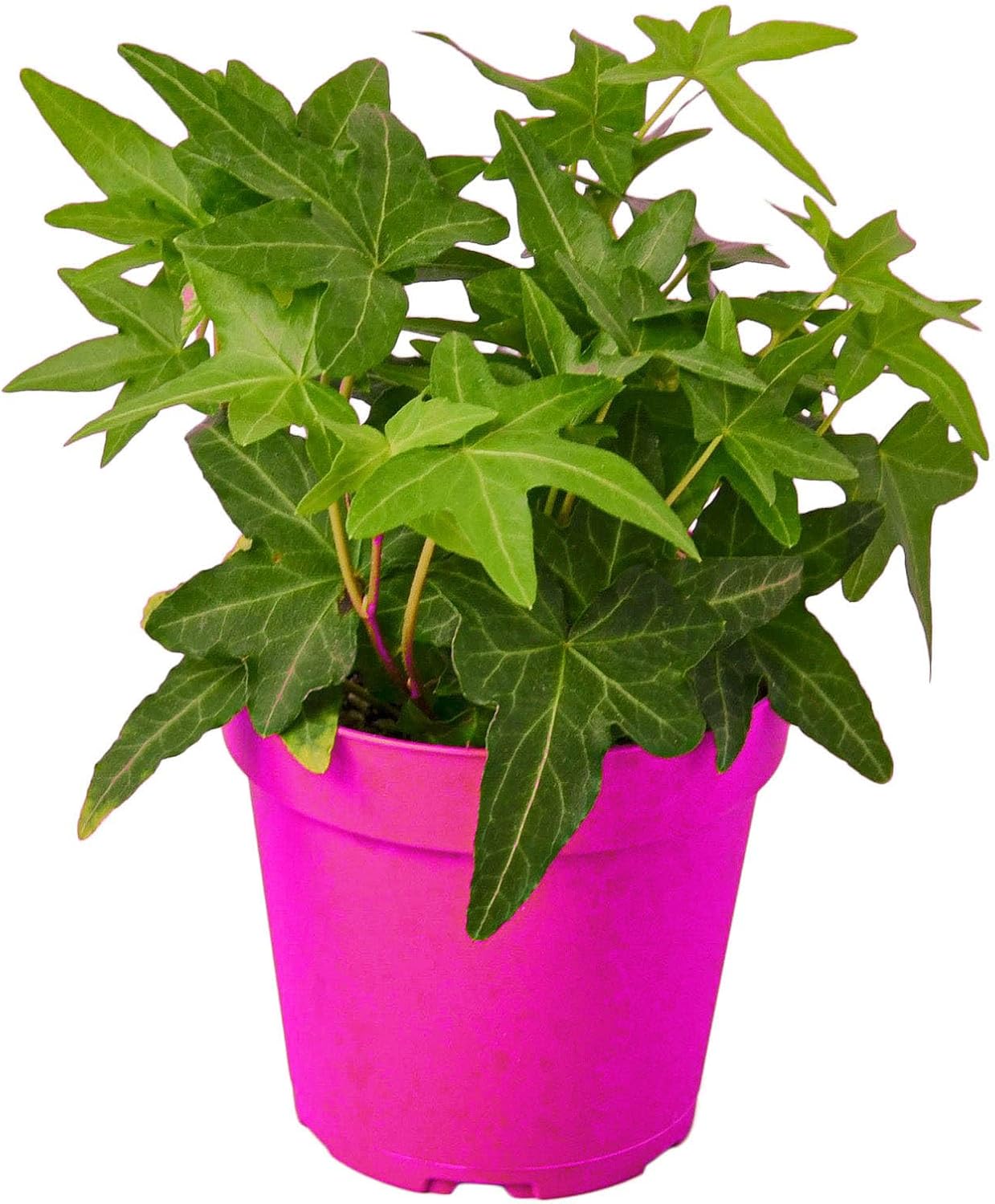 English Ivy Green California in 6in Pot - Live Plants Tropical Houseplants | Variegated | USA Growers | The Snobby Leaf