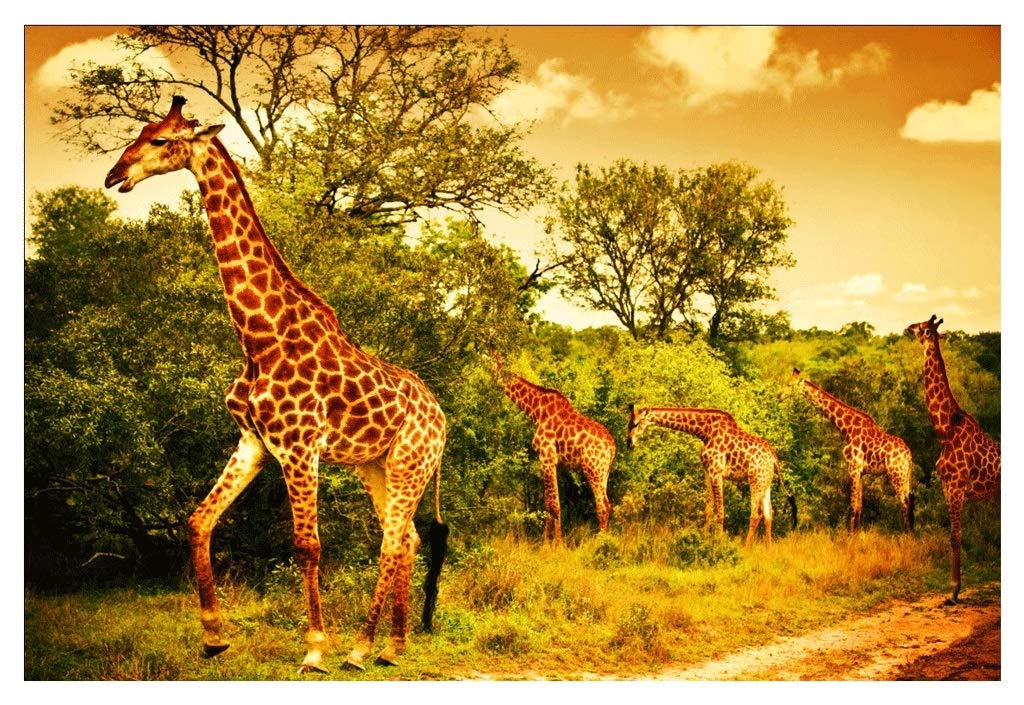 Puzzles La Vida Silvestre Multipack 1000 Piezas de Rompecabezas - Arte de Adolescente hasta Rompecabezas de Gran tamaño Juegos del Juguete Regalo Educativo (Jirafa Ejecutan en Las praderas) p: Amazon.es: Hogar